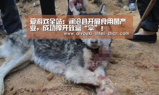 爱游戏全站:澜沧县开展食用菌产业,成功撑开致富“伞”!(图2) 爱游戏APP